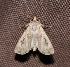 Agrotis