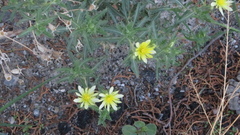 Mentzelia multiflora