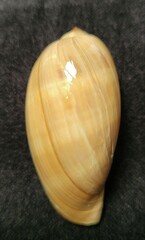 Macrocypraea