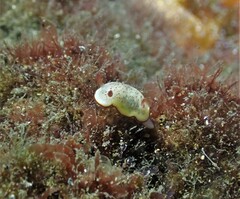 Goniobranchus daphne