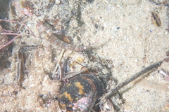 Helcogramma decurrens