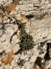 Pellaea glabella