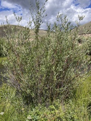 Salix laevigata