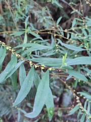 Pimelea axiflora axiflora