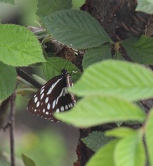 Neptis dejeani