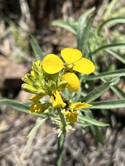 Erysimum capitatum