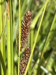 Carex aquatilis