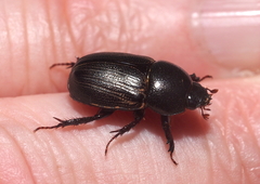 Euetheola