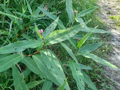 Persicaria amphibia