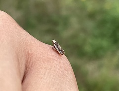 Aphrodes