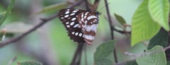Neptis dejeani