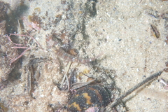 Helcogramma decurrens