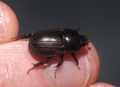 Euetheola