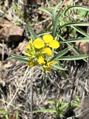 Erysimum capitatum