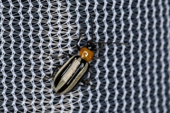 Acalymma trivittatum