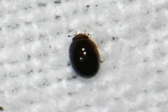 Phalacridae
