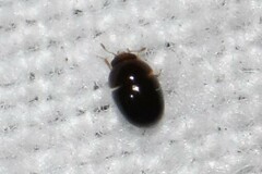 Phalacridae