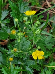 Potentilla argentea