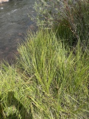 Carex aquatilis