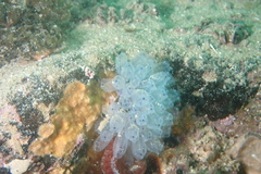 Clavelina moluccensis