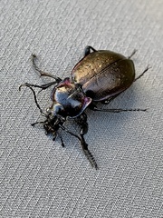 Carabus nemoralis