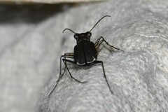 Cicindela punctulata