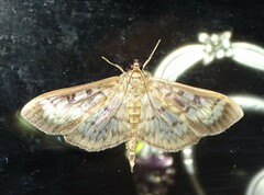 Herpetogramma thestealis