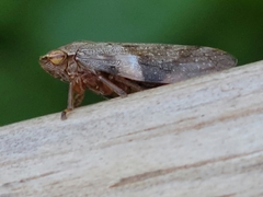 Aphrophora alni