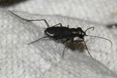 Cicindela punctulata