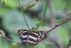 Neptis dejeani
