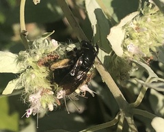 Melissodes bimaculatus