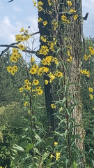 Helianthus giganteus