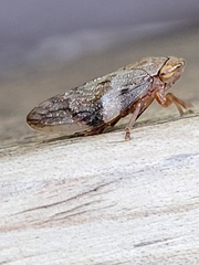 Aphrophora alni