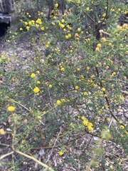 Acacia pulchella