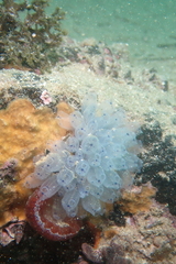 Clavelina moluccensis