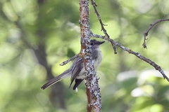 Empidonax minimus