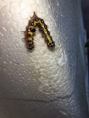 Lymantriinae