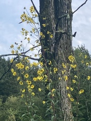 Helianthus giganteus