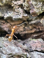 Formica pallidefulva