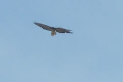 Buteo jamaicensis