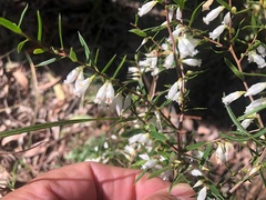 Styphelia biflora