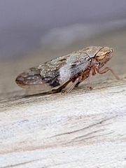Aphrophora alni