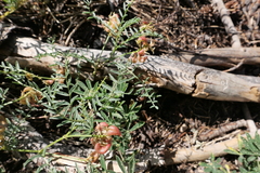 Astragalus bolanderi