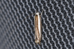 Polyhymno luteostrigella