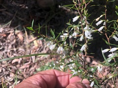 Styphelia biflora