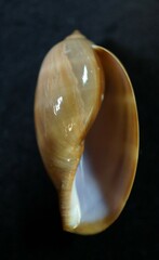 Macrocypraea