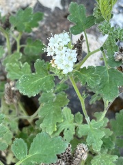 Phacelia integrifolia