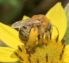 Melissodes trinodis