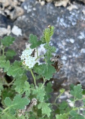 Phacelia integrifolia