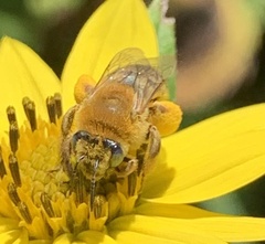 Melissodes trinodis